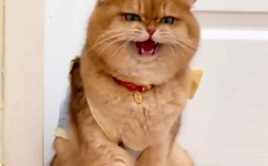 抽搐电击罚女仆夹震蛋器憋尿虐乳